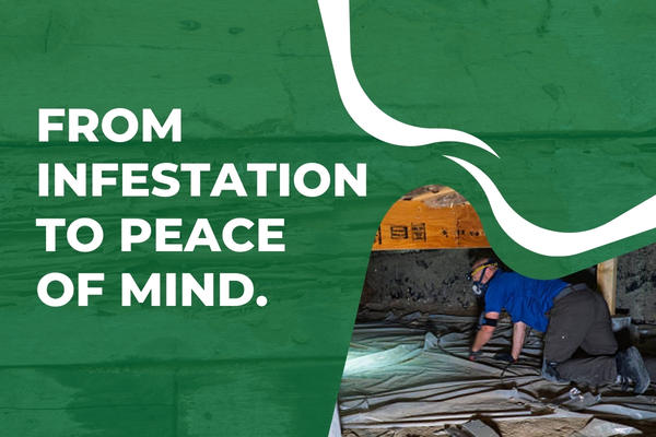 Technician inspecting Fort Myers home for termites before and after treatment.