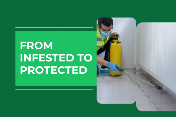 Fort Myers Ant Infestation Removal – A Real Home Case Study
