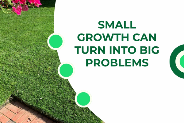 Early-stage weeds emerging throughout a residential lawn in Fort Myers before professional treatment.