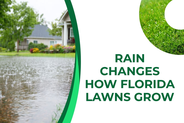 Healthy residential lawn in Fort Myers showing standing rainwater collected in the grass after seasonal rainfall.