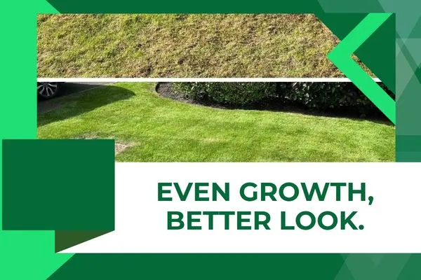 Residential Fort Myers lawn showing improved, more even-looking turf after professional lawn care.