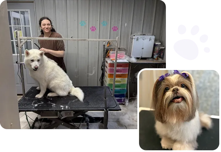 Full Dog Gooming Service at Diamond Kennels 