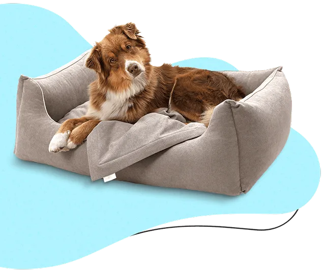 Dog Grooming Service Reservation 