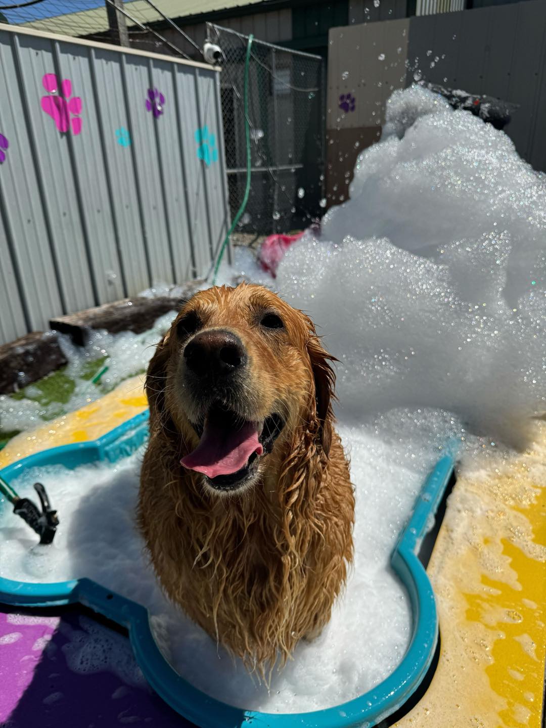 three-month-old Beagle puppy