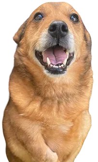 Dog Training
