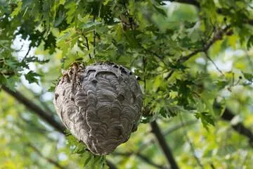 Destruction de nids de frelons et de guêpes
