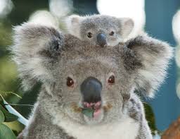 Koala encounter at Kangaroo Island Wildlife Park