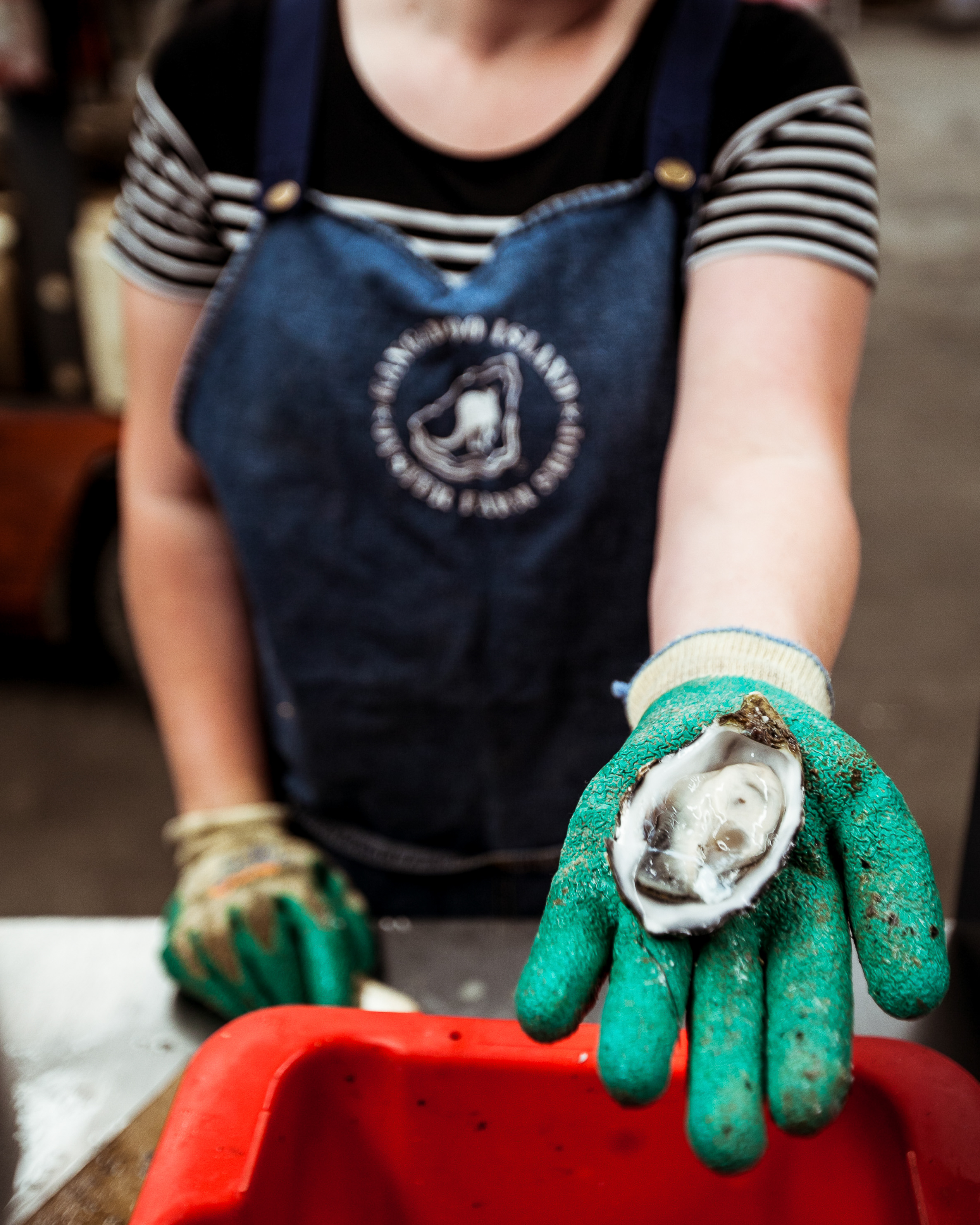 Oyster Farm