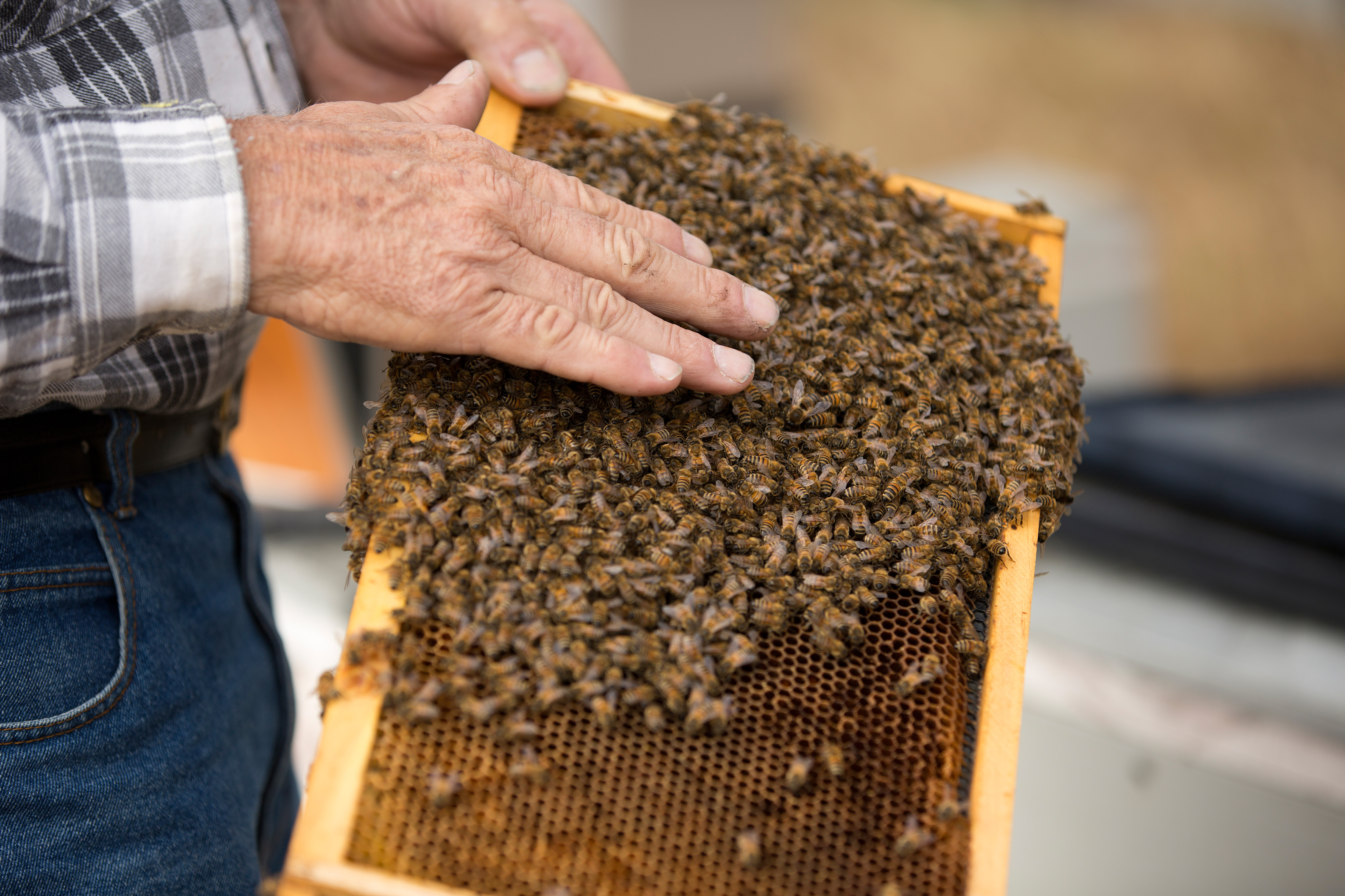 Clifford's Honey Farm