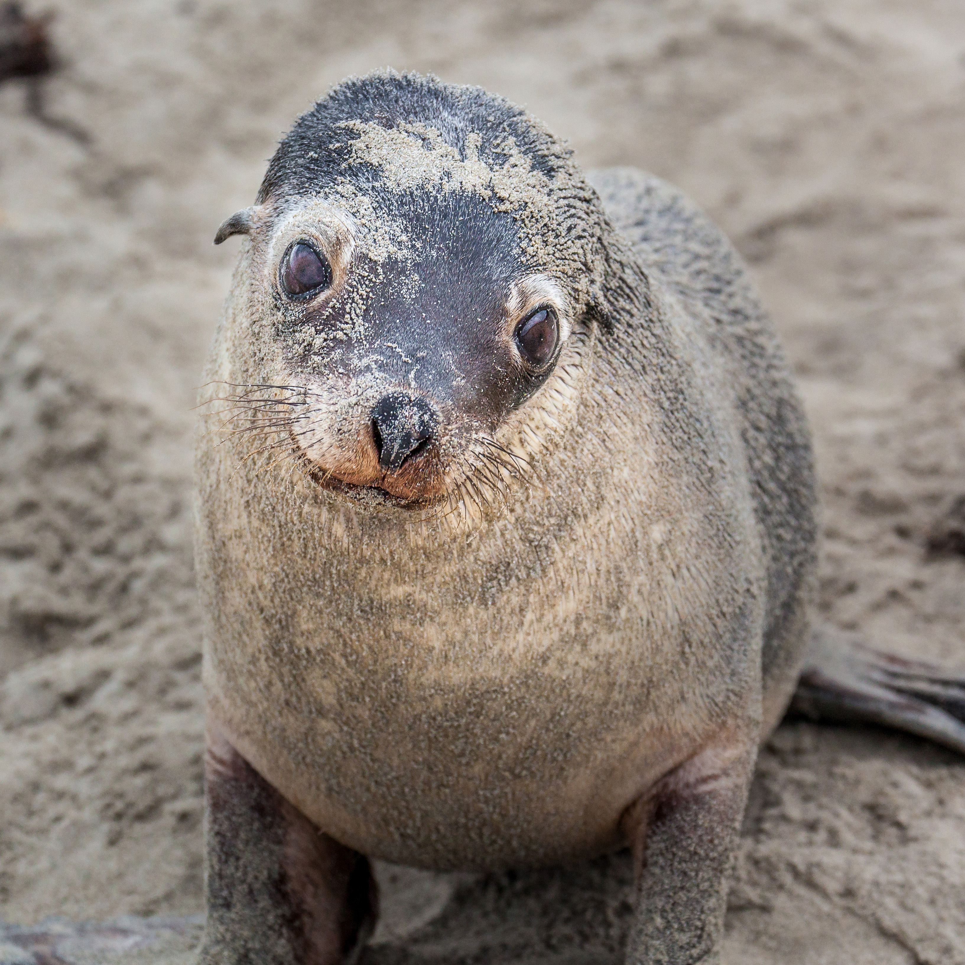 Seal Bay Conservation Park