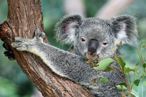 Kangaroo Island Wildlife Park