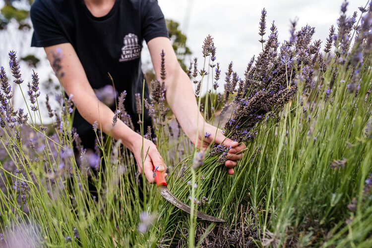 Emu Bay Lavender Farm