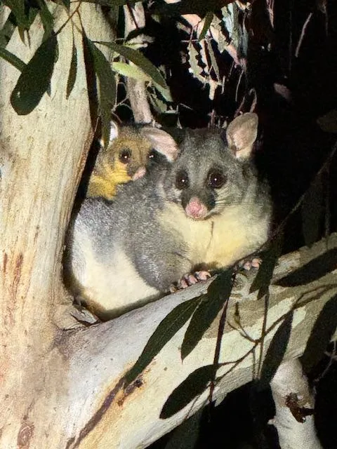 Nocturnal Tours