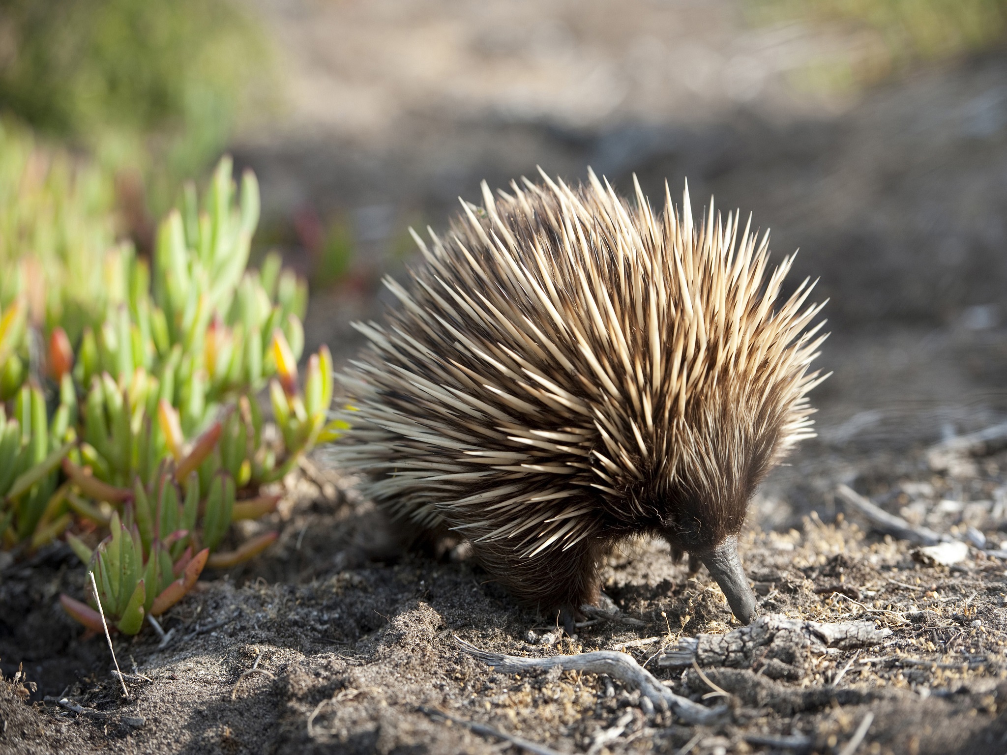 Sightseeing and wildlife on Kangaroo Island