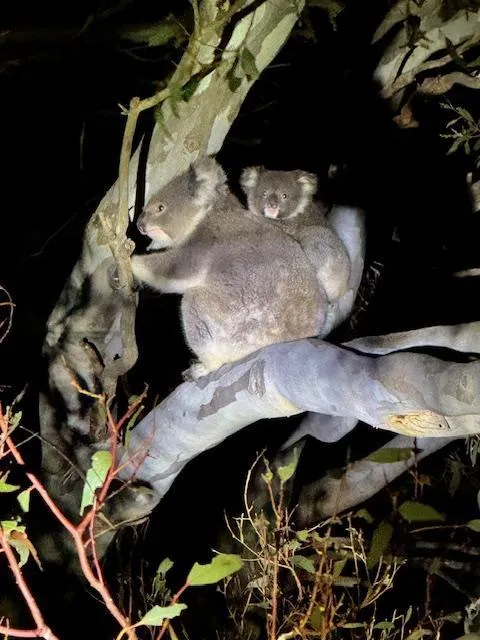 Nocturnal wildlife spotting on Kangaroo Island