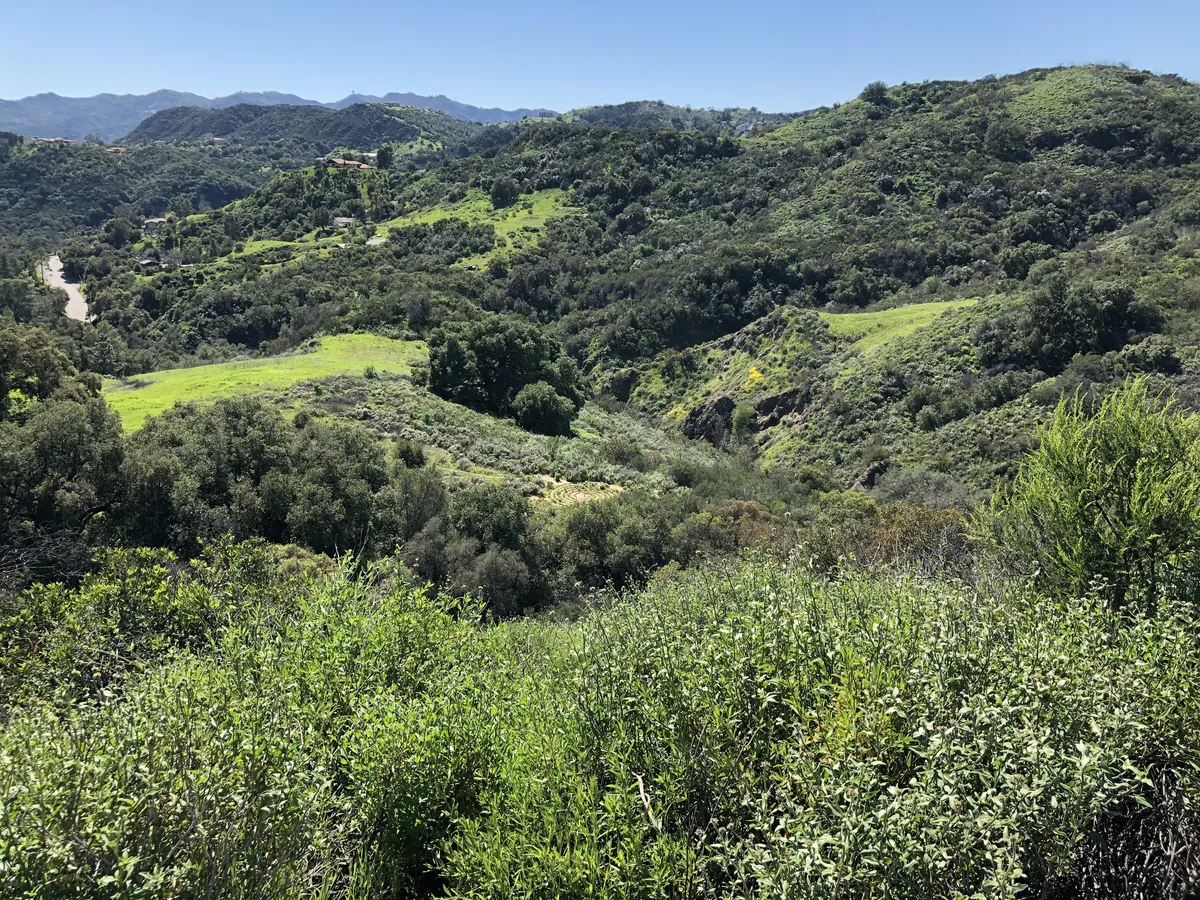 A serene view of Topanga Canyon's oak groves and natural light