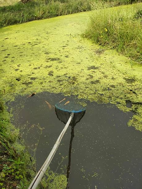 Beaumont Pond Cleaning & Water Feature