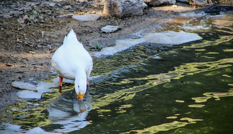 Wastewater Management in Abilene
