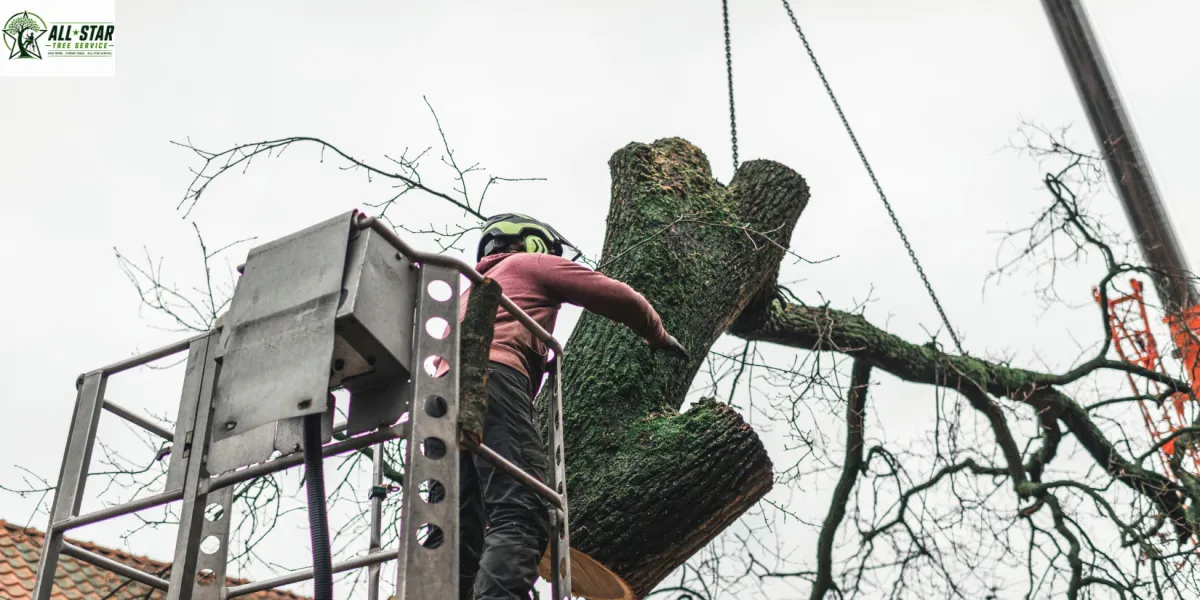 Local Tree Service Louisville