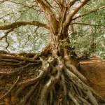 Deep Root Injections in Louisville
