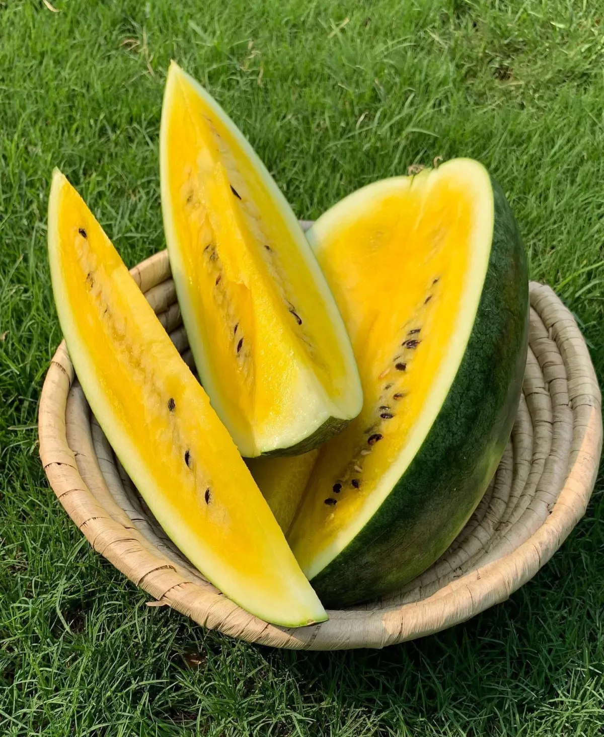 Yellow Watermelon slices