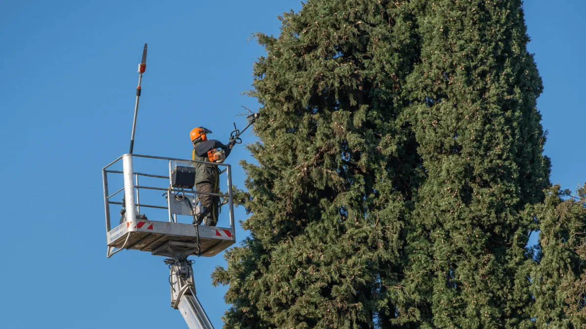 Tree Pruning