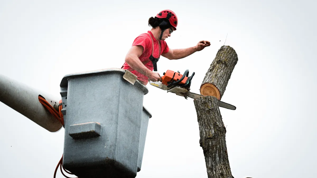 Tree Removal