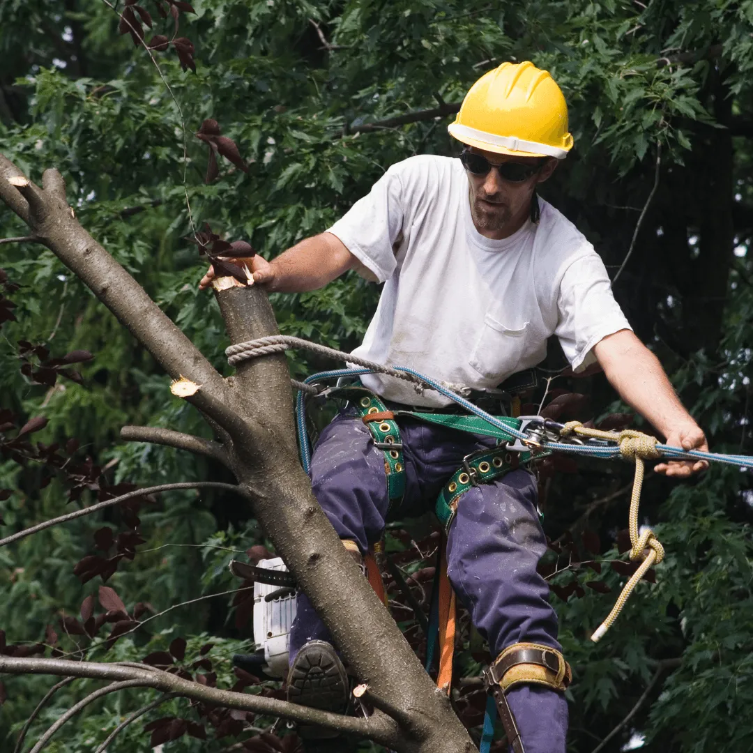 Tree Removal