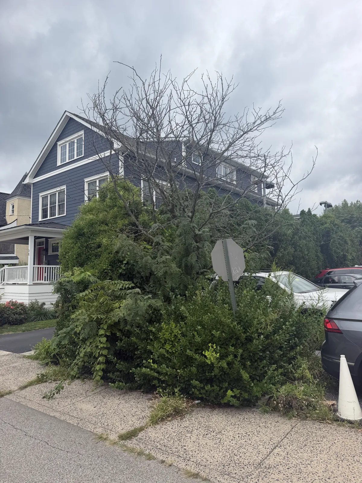 Tree with bare upper branches amid dense, overgrown shrubs beside a residential sidewalk and parked cars.