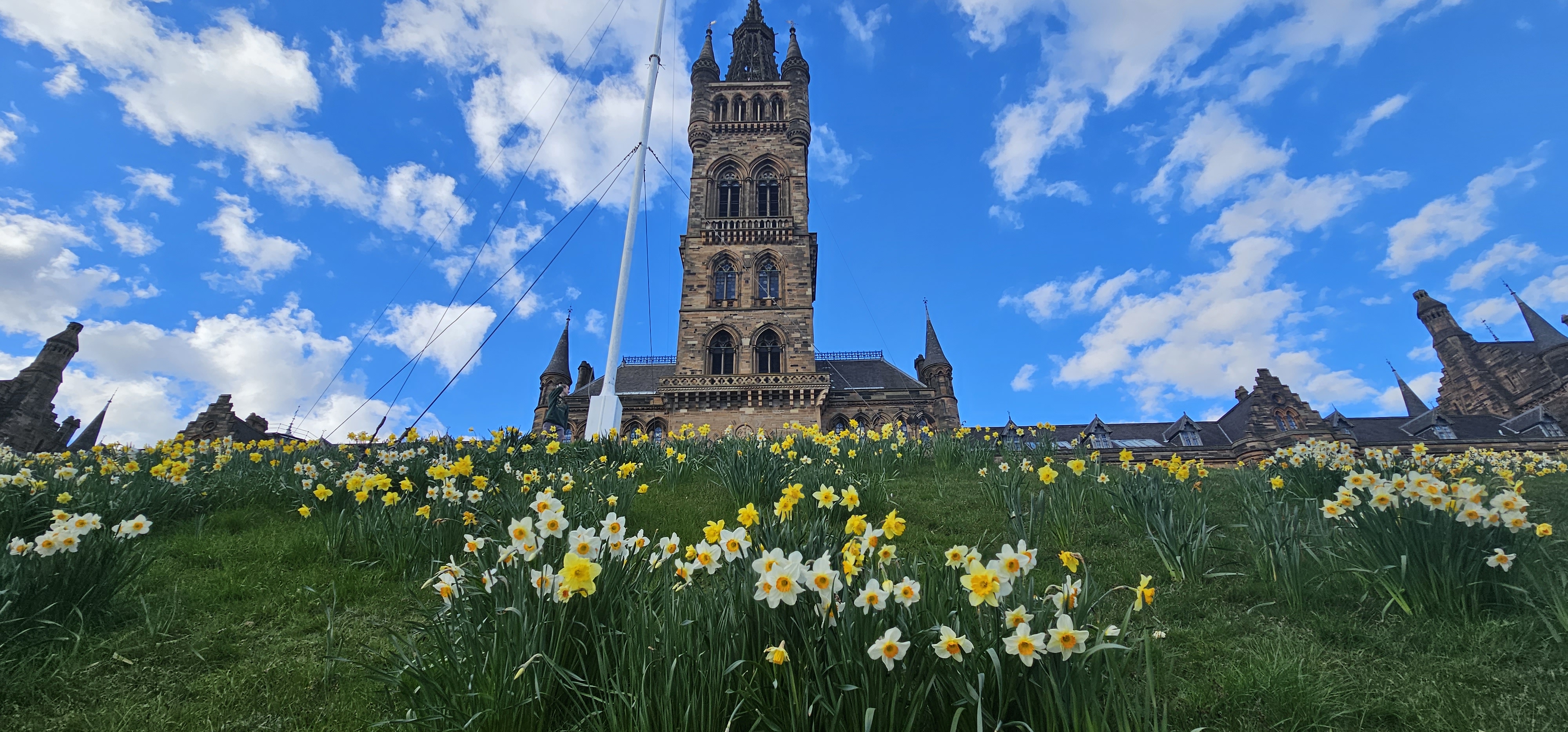 Scotland based - View of the University of Glasgow’s main tower rising above a hillside covered in blooming yellow and white daffodils under a bright blue sky with scattered clouds.