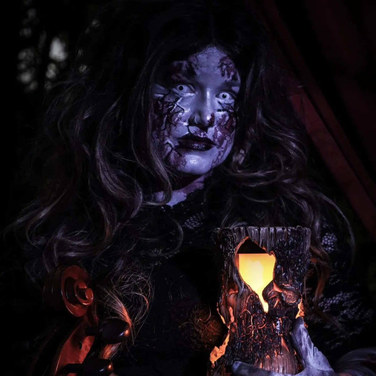 silhouette of pine trees