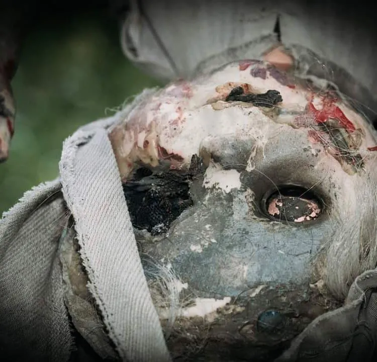 silhouette of pine trees