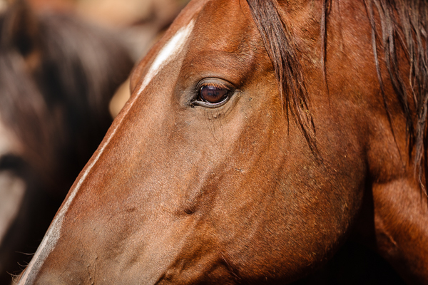 A rather close-up image of the side of the face of a horse, standing still