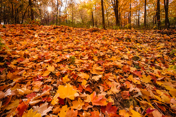 Autumn yellow and red maple leaves cover the forest floor, with the morning sun creating a sunstar through the trees on the hillside