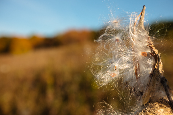 Milkweed plant in fall, starting to spread its seeds via the wind
