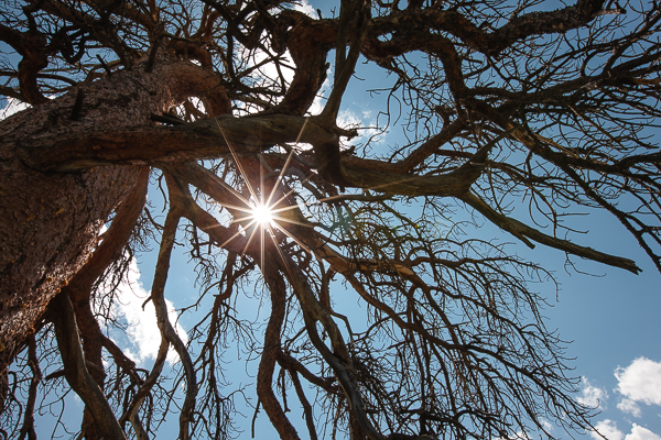 Sunstar shines through the branches of a dead ponderosa pine in Rocky Mountain National Park, Colorado