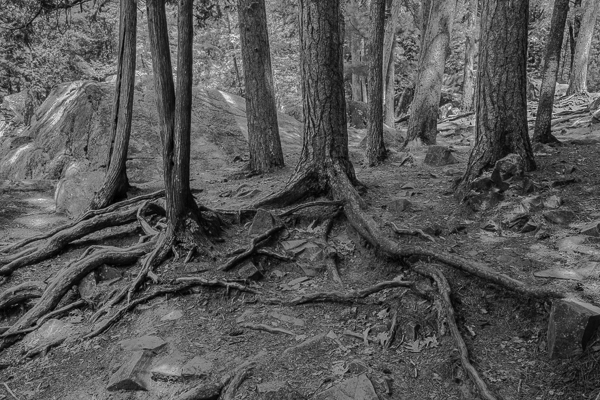 Reaching Roots - Creating Our Future