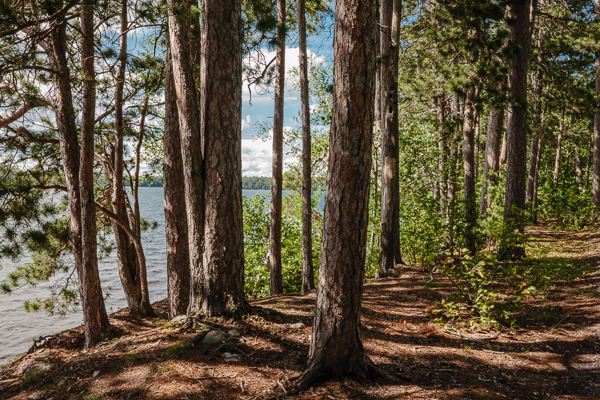 Feel the Northwoods Breeze