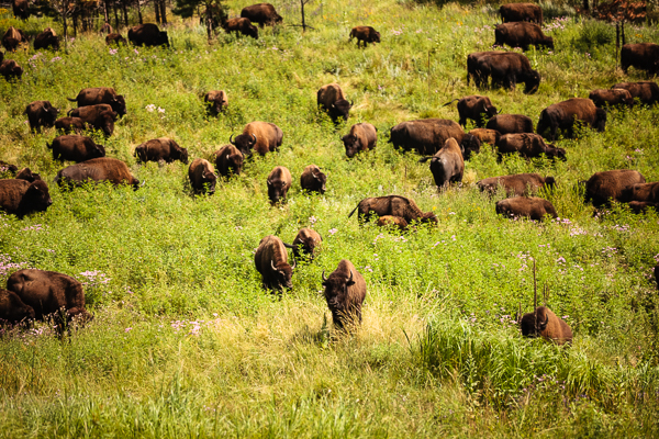 Buffalo herd in the field at Custer State Park, South Dakota