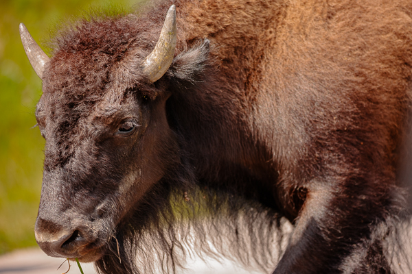 Buffalo, looking inward, close view of his face
