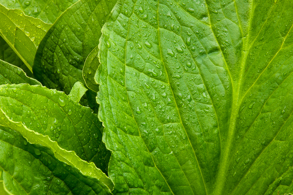 Raindrops