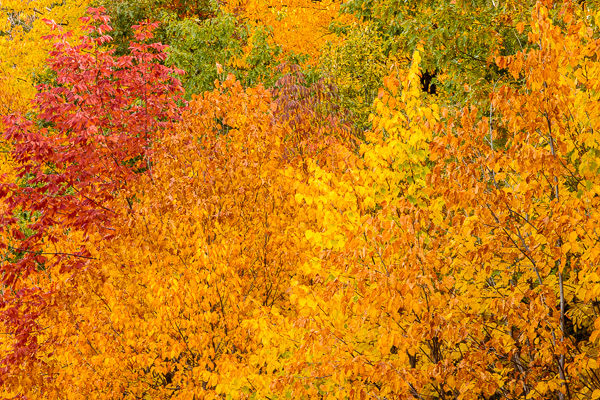 Autumn woods in full color