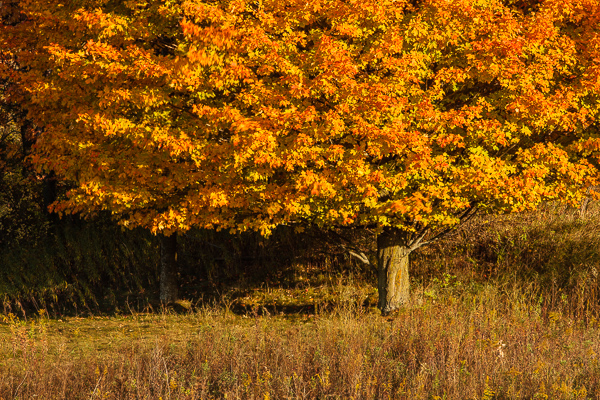 Fall maple tree, colorful yellow orange leaves