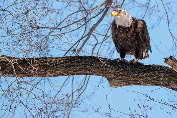 Bald eagle on a tree branch, feeding on a fish in La Crosse, Wisconsin