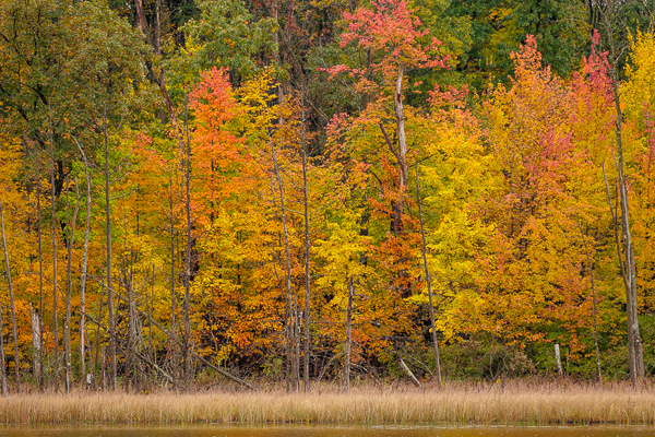 Autumn shoreline of colorful woods along Fountain Lake (Ennis Lake) in Wisconsin, where John Muir lived in younger days,