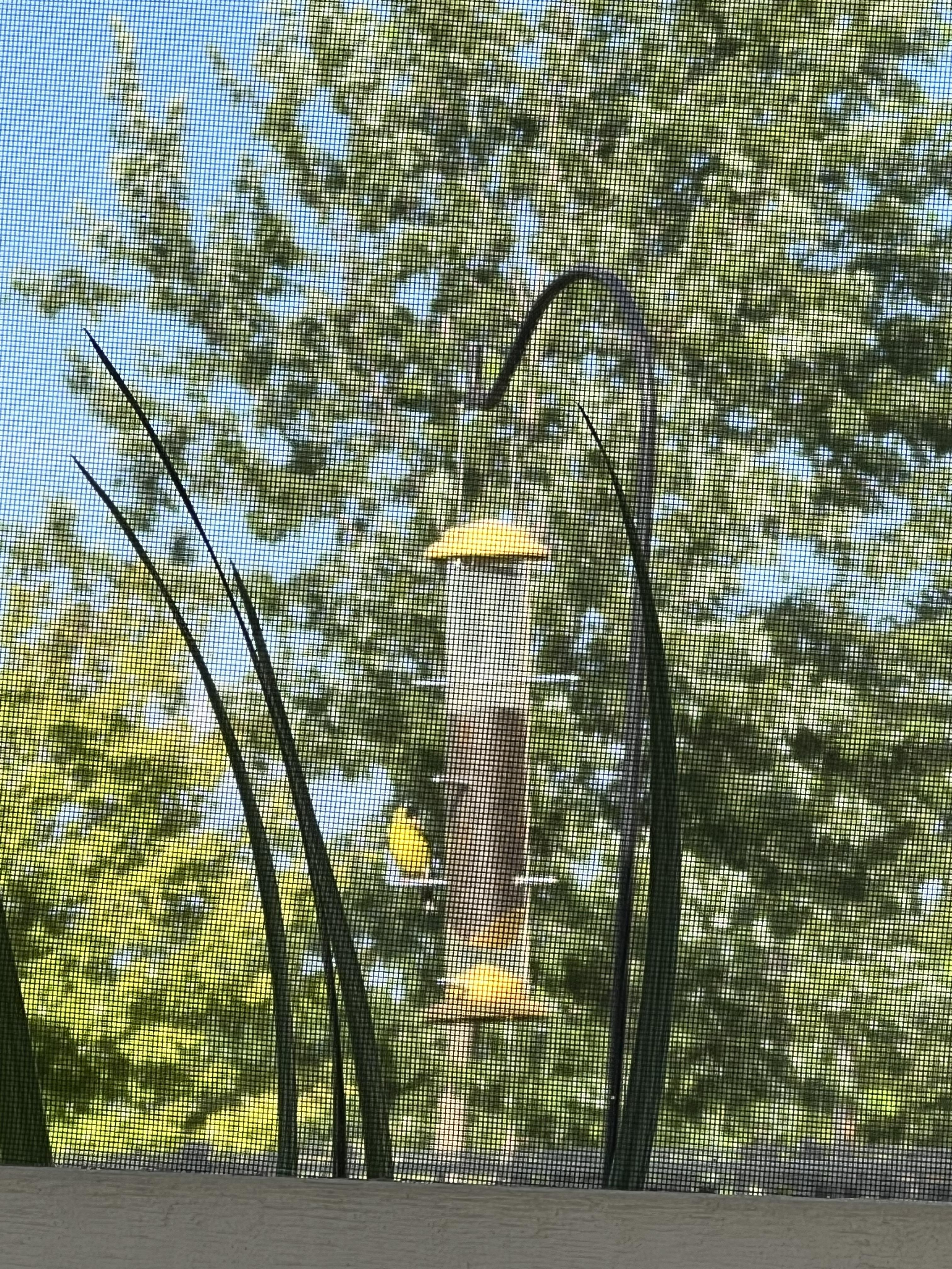 Does God speak through yellow birds?