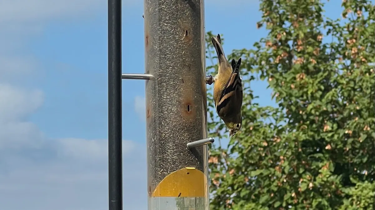 Does God speak through yellow birds?