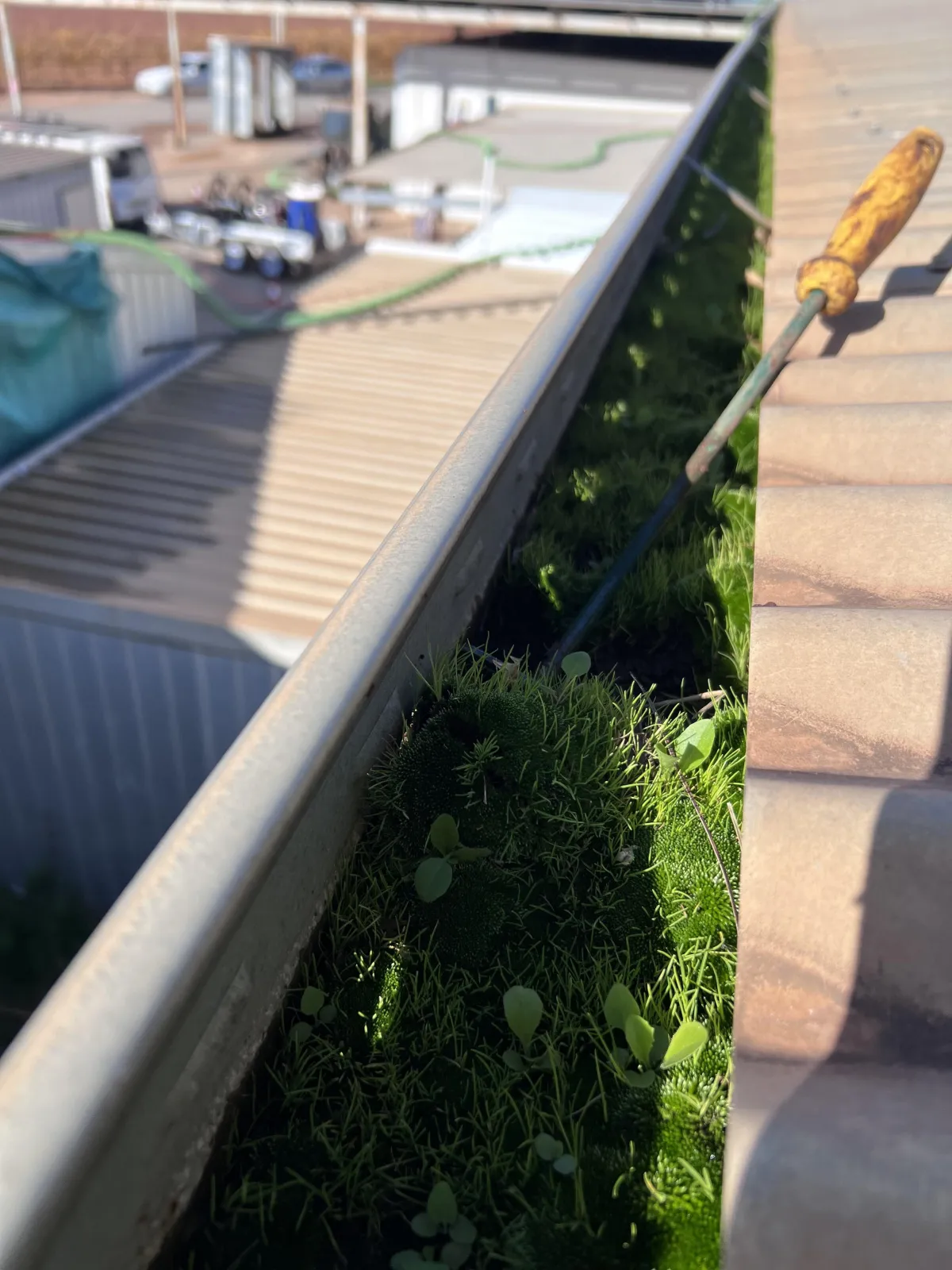 Overgrown grass and debris blocking a gutter on a Mildura home before professional gutter cleaning service by Mike’s Window, Gutter & Solar Cleaning.