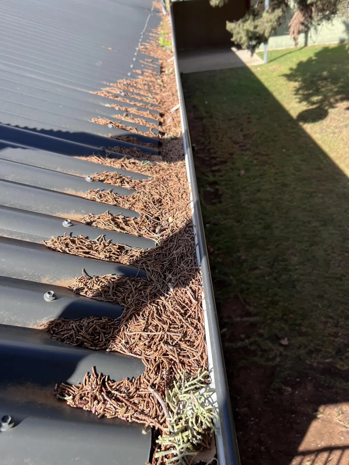 Heavy pine  leaf buildup and overflowing gutter along corrugated roof prior to professional cleaning in Sunraysia.