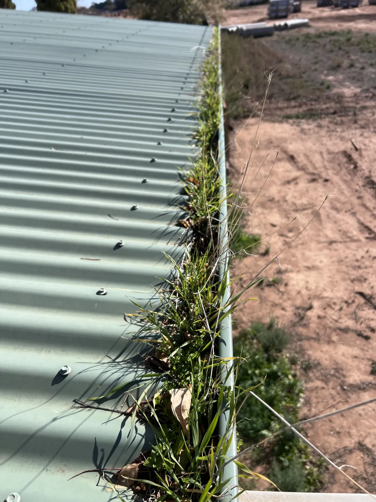 : Blocked gutter filled with grass and dirt on a Mildura home roof before cleaning.